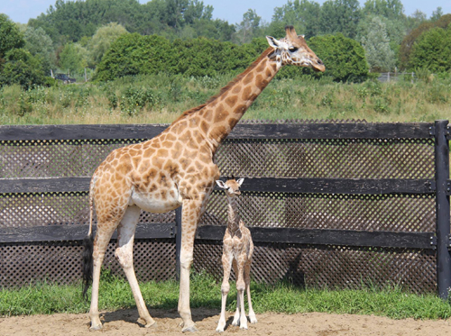 Dans le Maine-et-Loire, un bébé girafe est né au Bioparc en pleine tempête  Ciaran