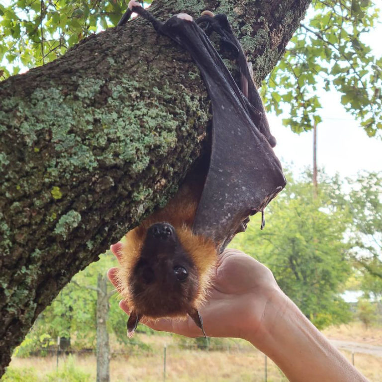 Chauves Souris En Danger Les Explorateurs