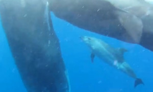 Un dauphin adopté par des cachalots