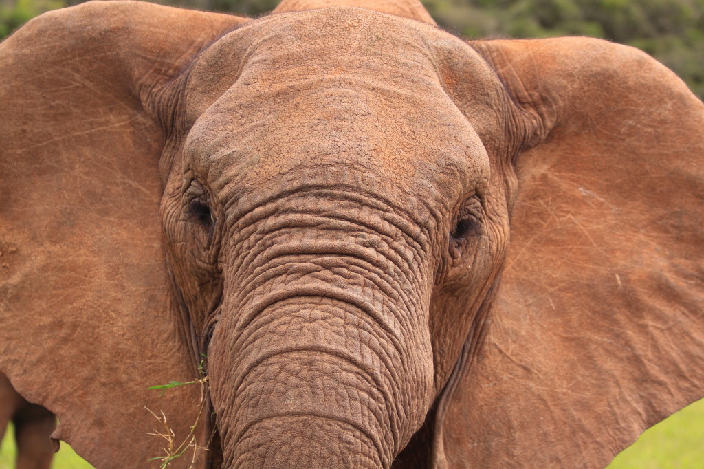 Intelligent comme un éléphant !