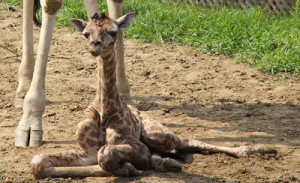 Un bébé girafe est né au Parc Safari