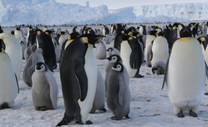 Les manchots, rois de l’Antarctique