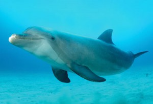 Quelques secrets de dauphins !