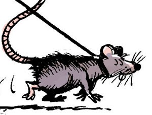 Rats géants préhistoriques