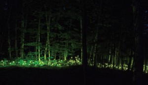 Foresta lumina, la forêt magique