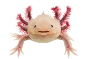 L’axolotl, un compagnon original !