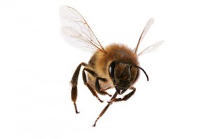 Des abeilles filmées au ralenti
