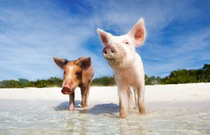 L’île des cochons aux Bahamas
