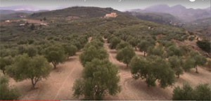 La production d’huile d’olive