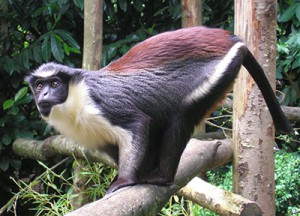 Des biologistes découvrent des singes au Congo 