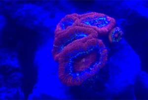 Des coraux fluorescents