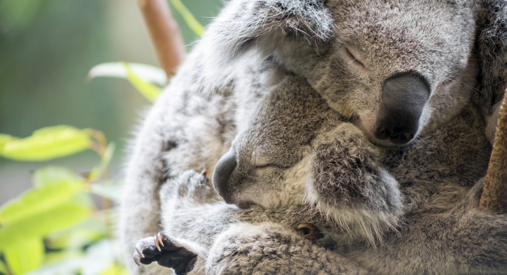 Te voilà petit koala !