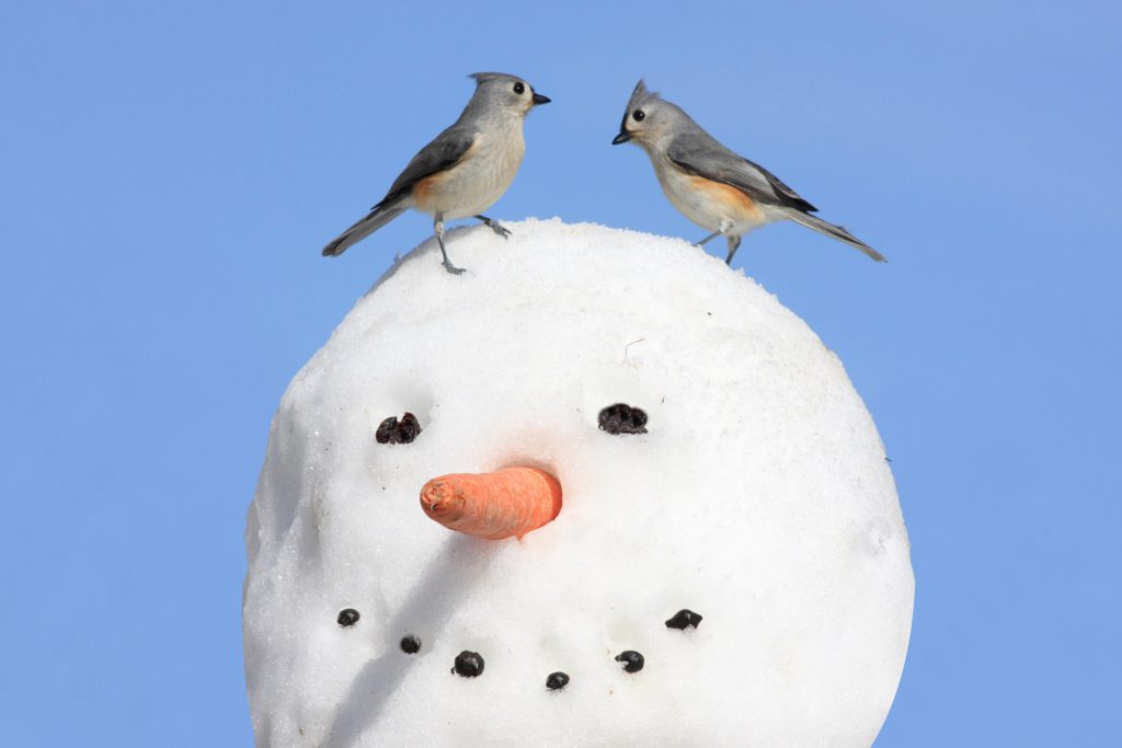 Que font les oiseaux en hiver ?