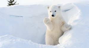 C’est la journée internationale de l’ours polaire