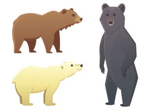Les ours