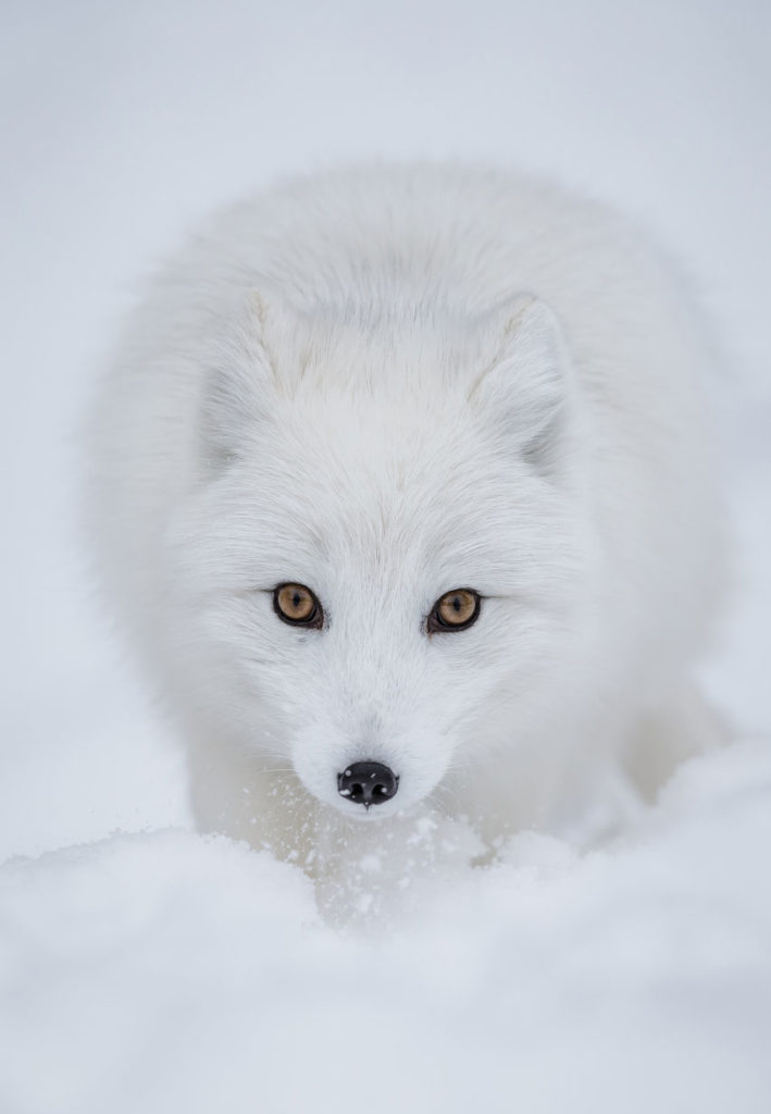 Le fin renard du Grand Nord