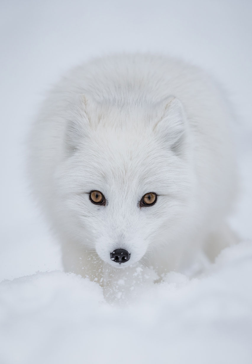 Le renard polaire - Faune Arctique - Grands Espaces