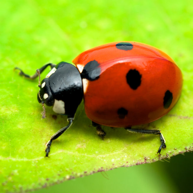 Éclatante coccinelle! - Les Explorateurs