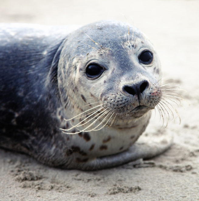 Le Phoque Commun, Heureux Sur Terre Et En Mer ! - Les Explorateurs