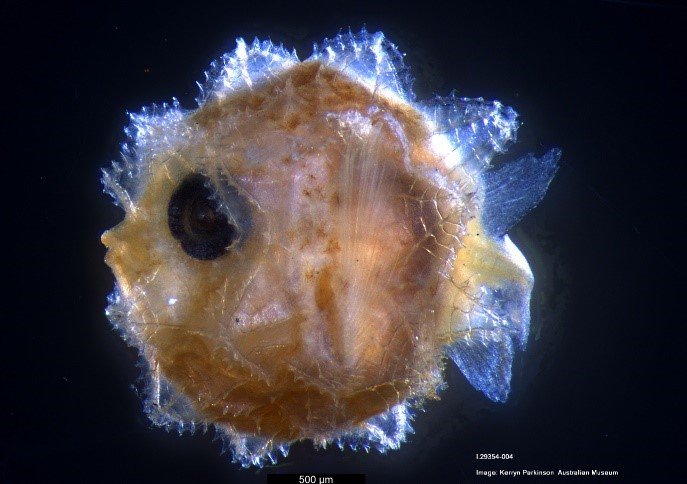 La minuscule larve du poisson-lune.