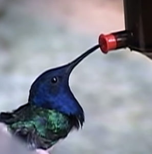 En vidéo, le vol du colibri