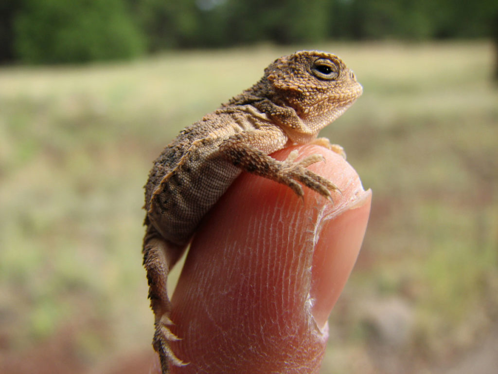 Minuscule, le grand iguane à petites cornes