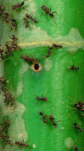 Des fourmis bricoleuses