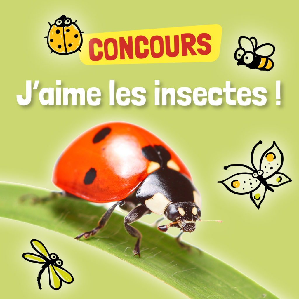 Concours : J’aime les insectes !