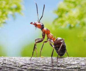 Fabuleuses fourmis
