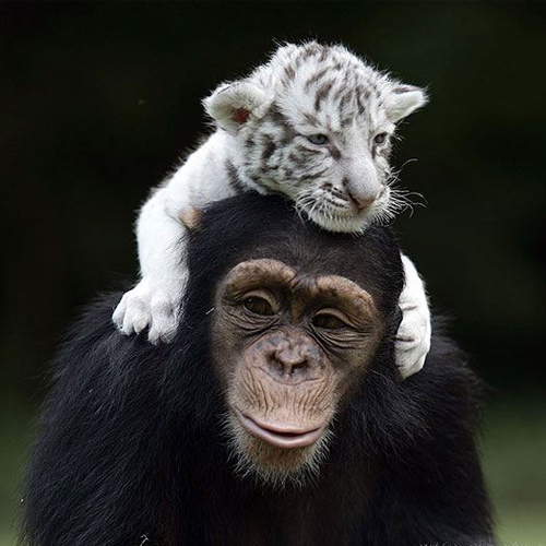 chimpanzé et lion blanc