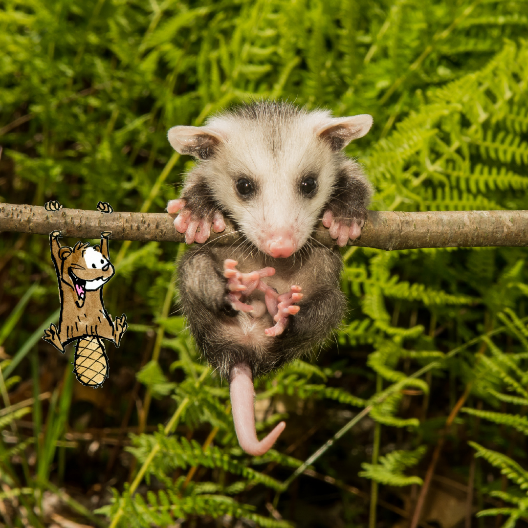 Un opossum accroché à une branche