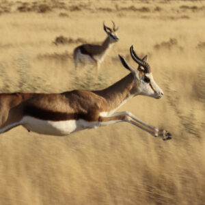 Les antilopes, athlètes de la savane