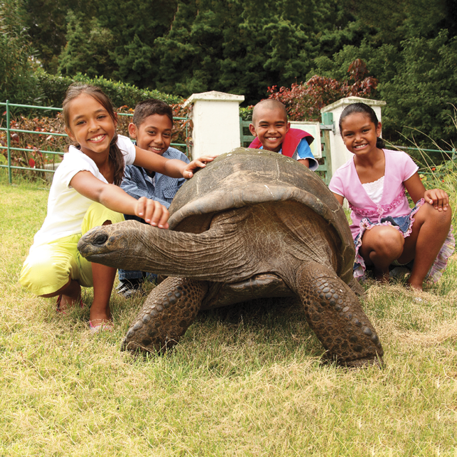 Un premier bain pour la tortue Jonathan