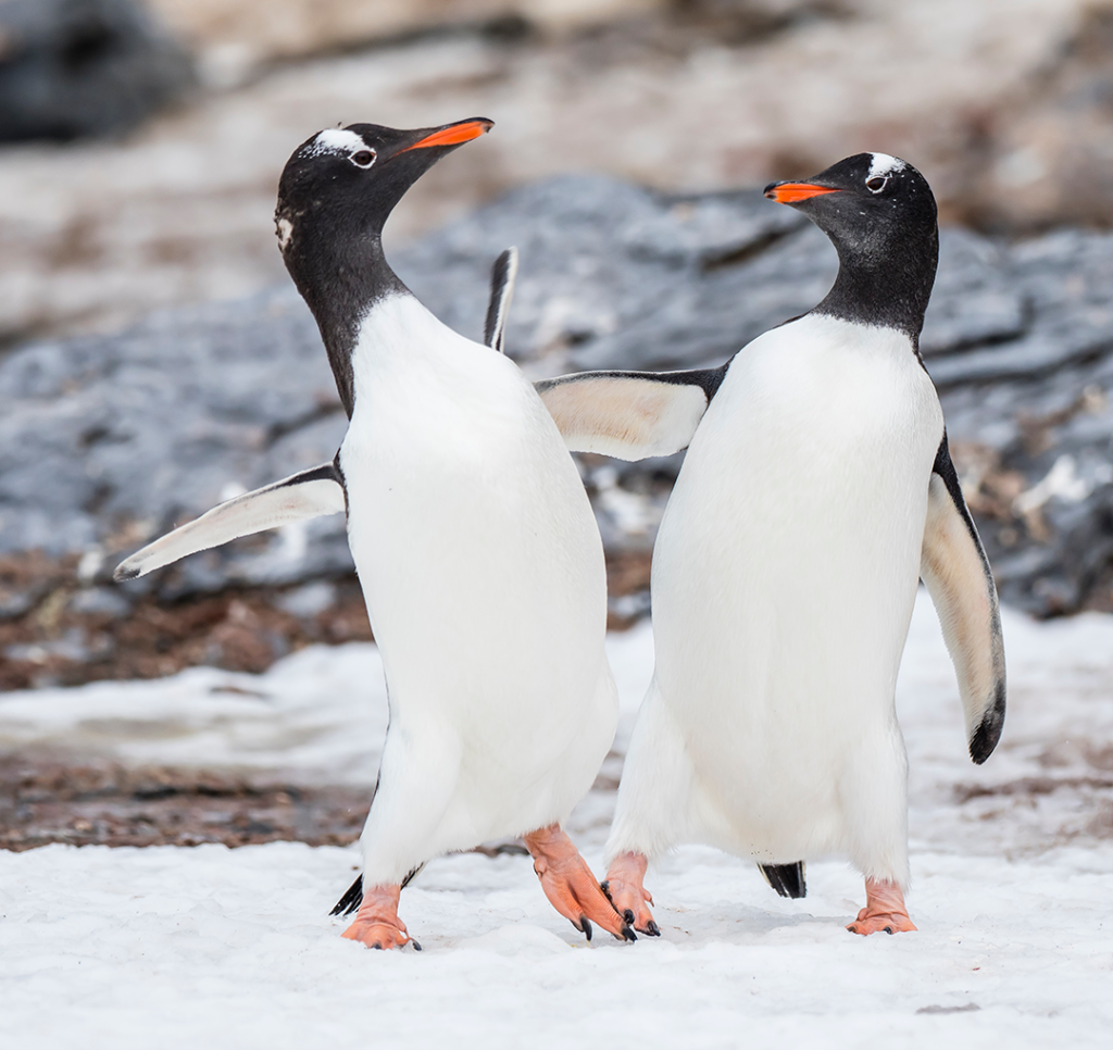 Des animaux en couple pour la vie