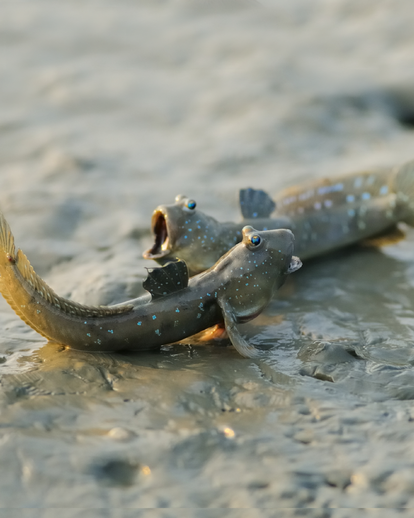 Un poisson qui marche