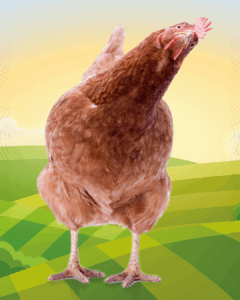 5 faits étonnants sur la poule