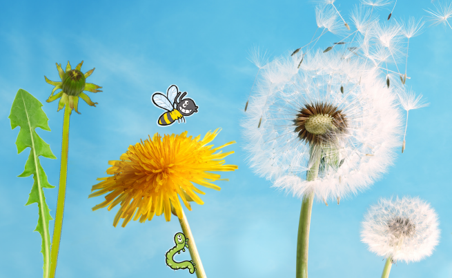 Activité nature : La cueillette de pissenlits