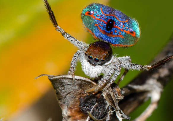 Des animaux de toutes les couleurs!