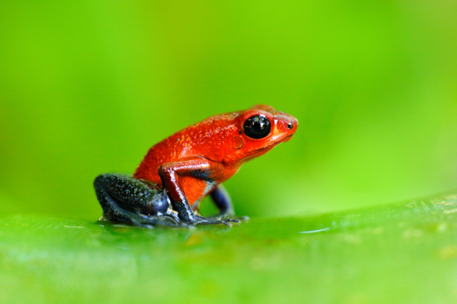 grenouille fraise sur une feuille