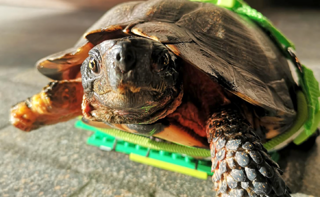 Tortue à roulettes !