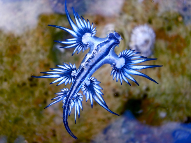 dragon bleu des mers flottant sur l'eau