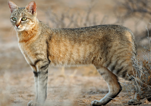 Connais-tu les chats sauvages?