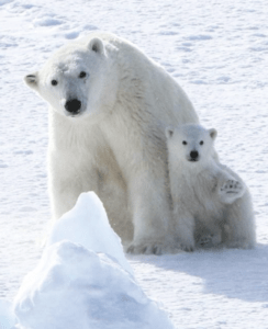 Comment vas-tu, ours polaire?