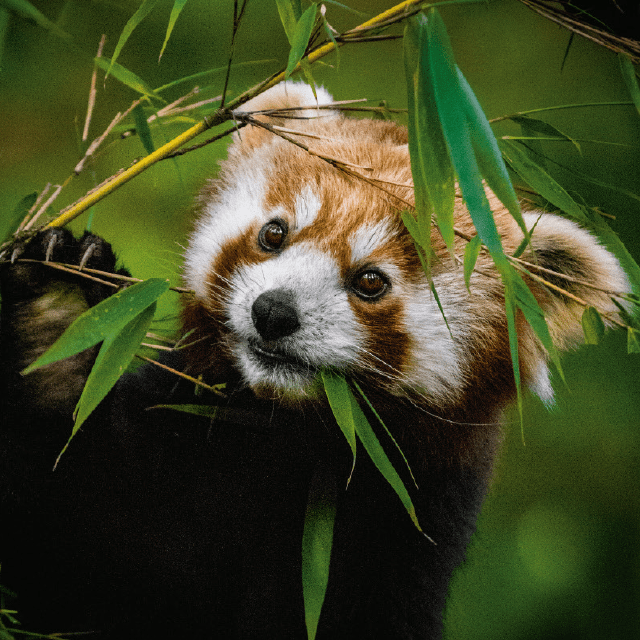 Qui es-tu vraiment ?