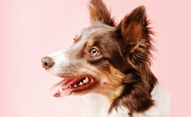 Faits étonnants sur les dents des animaux