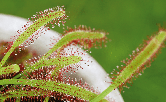 Photo plante carnivore drosera
