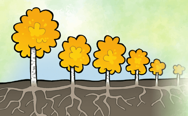 Illustration de Pando, l'arbre au mille troncs