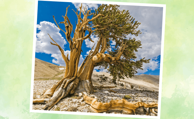 photo d'un pin à cône épineux