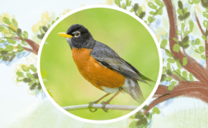 Photo d'un merle d'Amérique