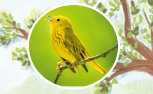 photo d'une paruline jaune